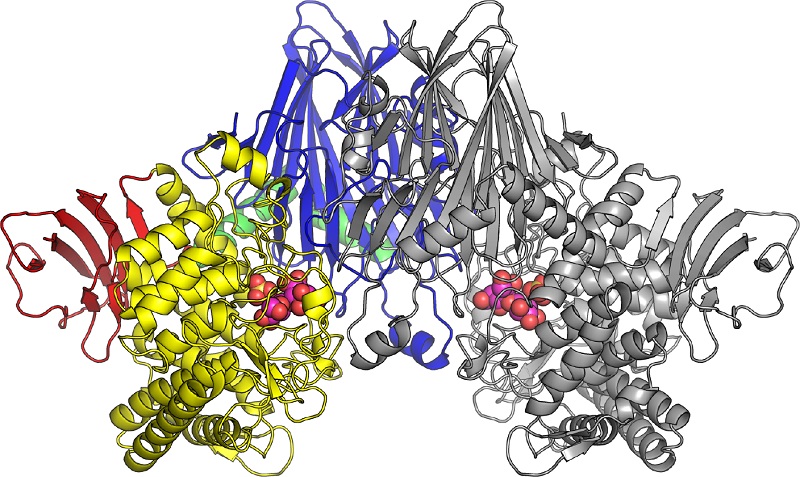 © 2015 伏信進矢セロビオン酸ホスホリラーゼは二つの酵素分子が結合した二量体の状態で存在する。左半分の色のついた部分と、右半分の灰色の部分がそれぞれ一つの酵素分子を示す。セロビオン酸ホスホリラーゼに結合したセロビオン酸と硫酸イオン（リン酸類似化合物）は図内で球として表している。