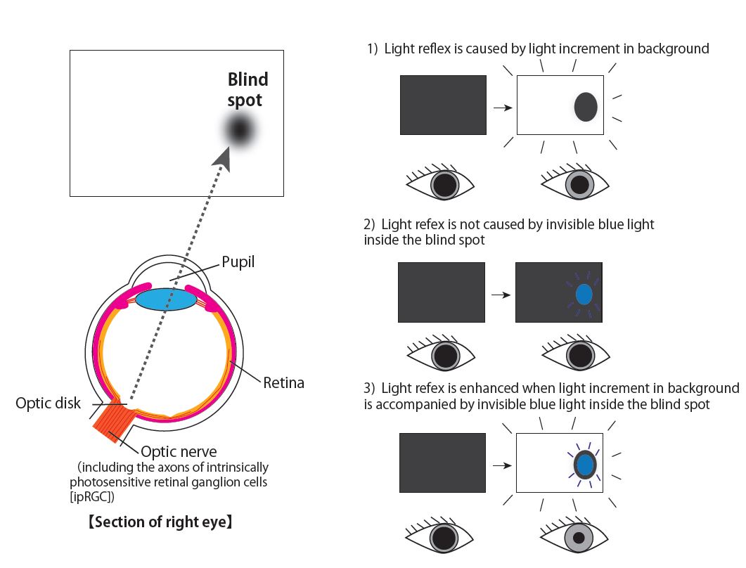 Pupillary light reflex in response to light stimuli inside and outside the blind spot © 2015 Ikuya Murakami.Left: Relationship between the blind spot and the optic disk. Right: summary illustrations of results. In each panel, white and blue lights indicate the light stimuli presented outside and inside the blind spot, respectively.