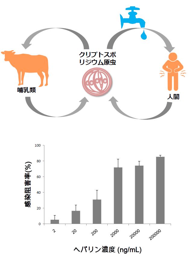 © 2015 Kentaro Kato.（上図）人獣共通の感染病原体であるクリプトスポリジウム原虫の感染環
（下図）ヘパリンのクリプトスポリジウム原虫に対する感染阻害効果は、ヘパリンの濃度が高くなるほど高くなる（濃度依存的）