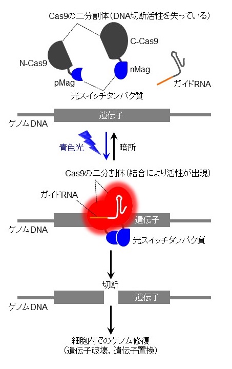 © 2015 Moritoshi Sato and Yuta Nihongaki二分割によりDNAを切断する能力を失わせたCas9タンパク質のN末端側断片（N-Cas9）とC末端側断片（C-Cas9）に光スイッチタンパク質（pMag，nMag）をつなげました。青色の光を照射すると、pMagとnMag の結合に伴って、N-Cas9とC-Cas9も近接し結合します。これにより、N-Cas9とC-Cas9は本来のCas9タンパク質のようにDNAを切断する能力を回復し、標的の塩基配列を切断できるようになります（スイッチオン）。光の照射を止めるとpMagとnMagは結合力を失うため、N-Cas9とC-Cas9も離れ離れになり、DNAを切断する能力は失われます（スイッチオフ）。