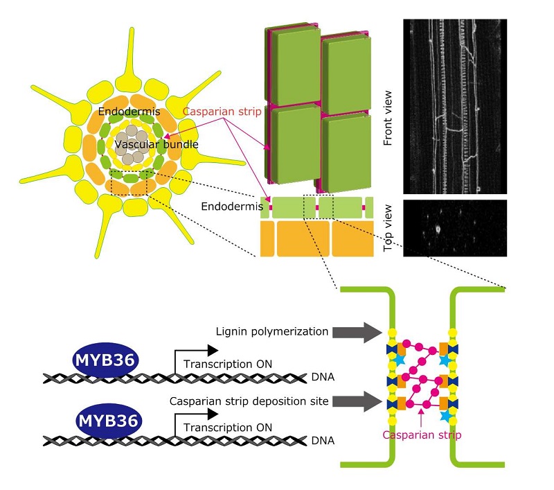Casparian strip formation and MYB36 function © 2015 Takehiro Kamiya.Casparian strip is made of lignin deposited between endodermal cells. MYB36 positively regulates genes required for both polymerizing lignin and locating lignin polymerizing machinery to the Casparian strip deposition site.