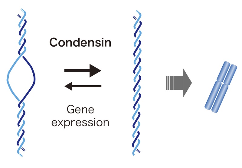 © 2015 Takashi Sutani.Condensin recognizes unwound DNA segments produced by gene expression and restores them to double-stranded DNA. This function proved to be a prerequisite for making chromosomes from DNA.