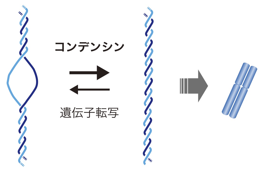 本研究で見いだされたコンデンシン複合体の働きを説明する概念図 © 2015 須谷 尚史遺伝子の読み取りにより生じたDNA二重鎖のほぐれた部分をコンデンシンは元の状態に巻き直します。この作用がDNAを染色体へと折り畳む上で重要な一過程であることがわかりました。