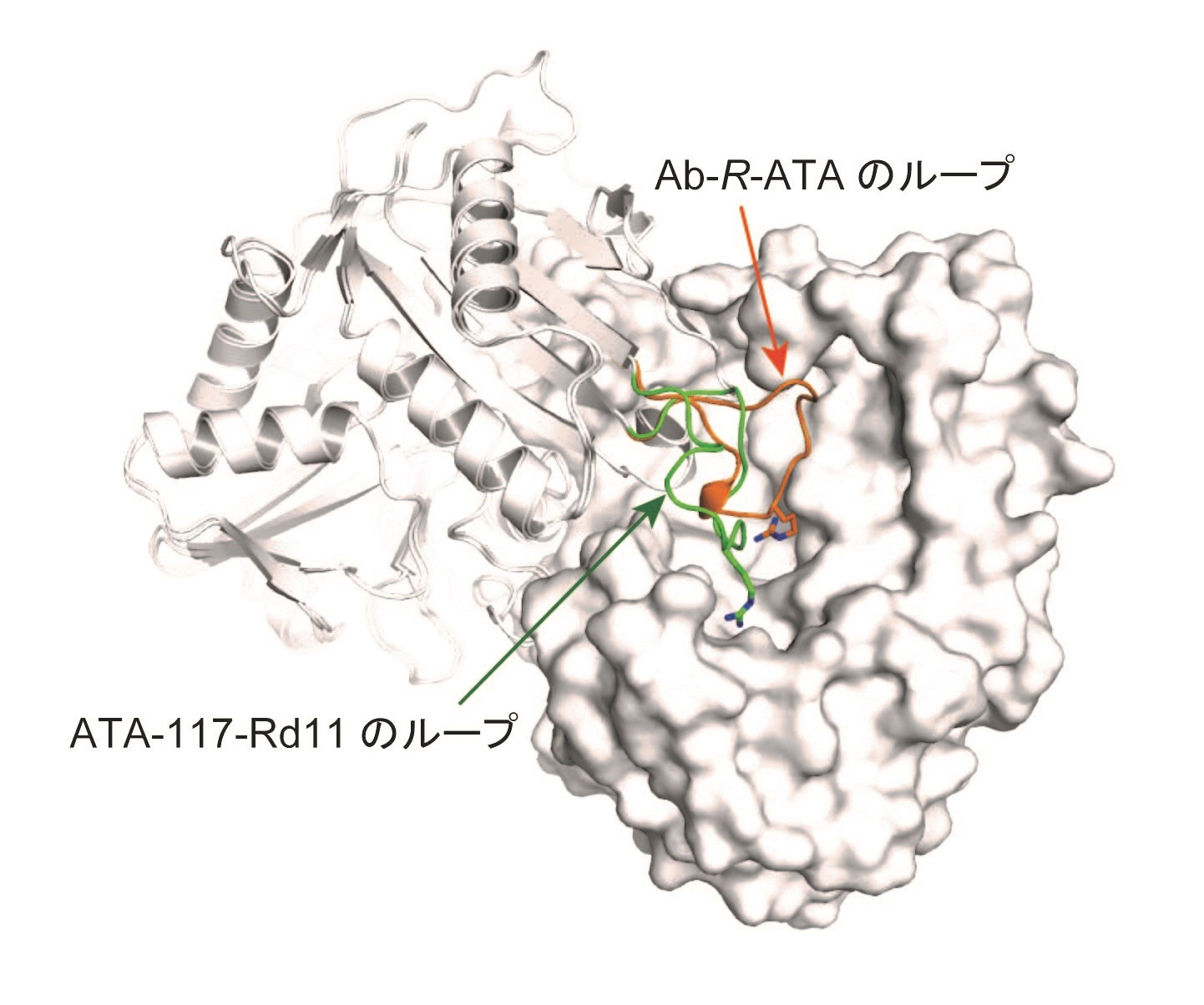 Ab-R-ATAと人工的に合成したATA-117-Rd11のループ構造の比較 © 2015 田之倉 優Ab-R-ATAとATA-117-Rd11を重ね合わせて各々の二量体構造を表示している。二量体を形成するプロトマーの一方は分子表面を表示する方法で示しており(右)、もう一方はリボン図(左)で示している。Ab-R-ATAとATA-117-Rd11の活性部位に隣接するループ構造は、それぞれオレンジと緑で示し、構造の違いが明瞭である。