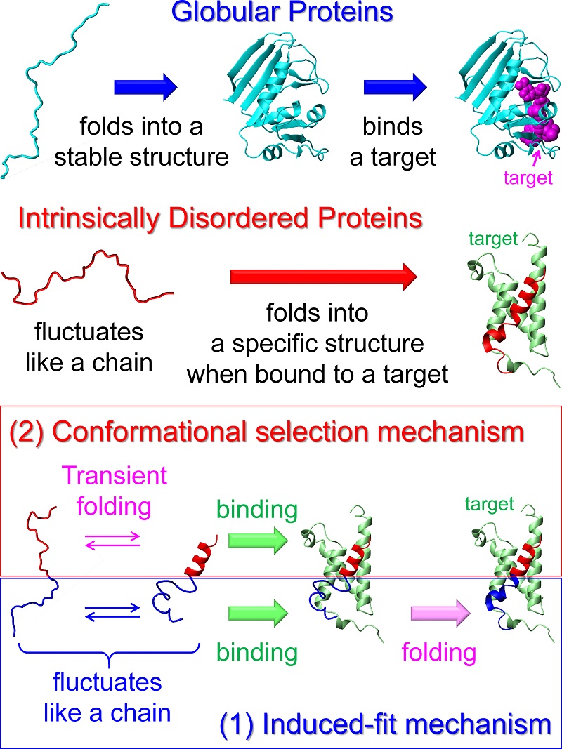 © 2015 Munehito Arai.Two major mechanisms have been proposed for IDP folding upon binding. One is an induced-fit mechanism, in which binding precedes folding. Another is a conformational selection mechanism, in which an IDP binds its target only when it transiently folds into a specific structure. In the case of a typical IDP c-Myb, its upper region (red) binds a target protein KIX (green) by the conformational selection mechanism, while its lower region (blue) binds KIX by the induced-fit mechanism. c-Myb is a transcription factor that facilitates proliferation of hematopoietic cells and is associated with leukemia.