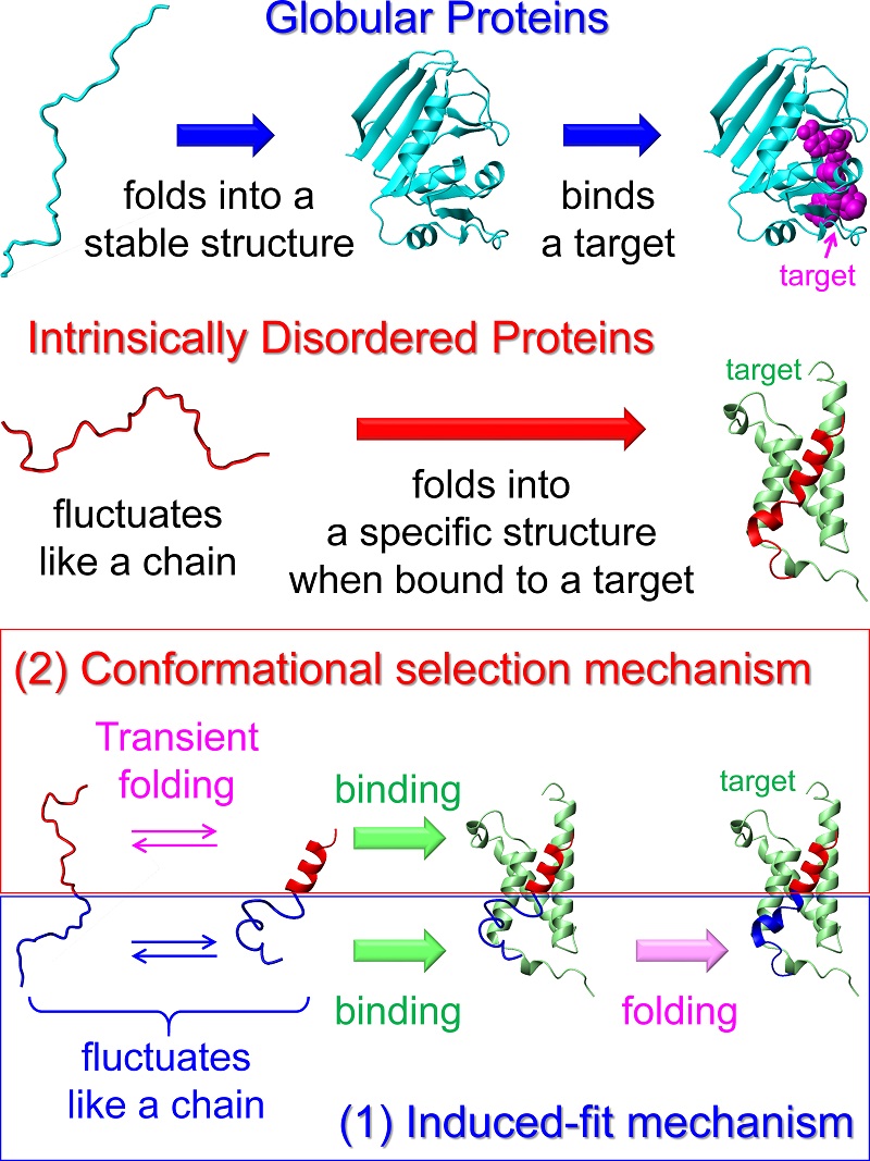 Mechanism by which an IDP binds a target molecule © 2015 Munehito Arai.Two major mechanisms have been proposed for IDP folding upon binding. One is an induced-fit mechanism, in which binding precedes folding. Another is a conformational selection mechanism, in which an IDP binds its target only when it transiently folds into a specific structure. In the case of a typical IDP c-Myb, its upper region (red) binds a target protein KIX (green) by the conformational selection mechanism, while its lower region (blue) binds KIX by the induced-fit mechanism. c-Myb is a transcription factor that facilitates proliferation of hematopoietic cells and is associated with leukemia.