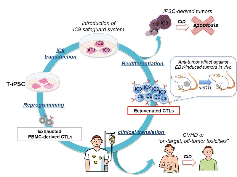 Conceptual diagram of iPSC-derived rejuvenated T-cell therapy with iCaspase9 suicide gene safeguard system © 2015 Miki Ando.iPS cell technology is applied to create T-iPS cells from killer T-cells, a type of immune cell. These T-iPS cells are produced using the patient's own T-cells and the T-cells derived from them are able to target only specific viruses. A suicide gene iCaspase9 (iC9) is introduced into the T-iPS cells, which then re-differentiate to killer T-cells able to attack only specific virus.