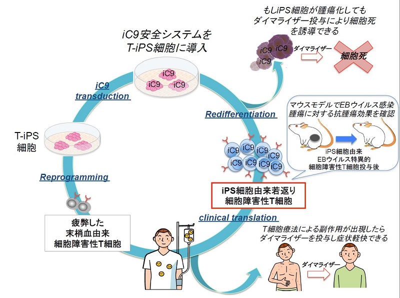 細胞に自殺を促す自殺遺伝子iC9による安全システムを備えたiPS細胞由来T細胞療法とその概念図 © 2015 Miki Ando.iPS細胞の技術を応用することにより、免疫細胞の一種であるキラーT細胞を、iPS細胞(T-iPS細胞)から作製する。このT-iPS細胞は、患者の末梢血由来のT細胞を用いて作製されたものであり、T-iPS細胞から誘導するT細胞は特定のウイルスのみを攻撃する能力を持つ。本T-iPS細胞に自殺遺伝子iCaspase9(iC9)を導入し、iC9を発現するT-iPS細胞から特定のウイルスのみを攻撃するキラーT細胞へと再分化させる。