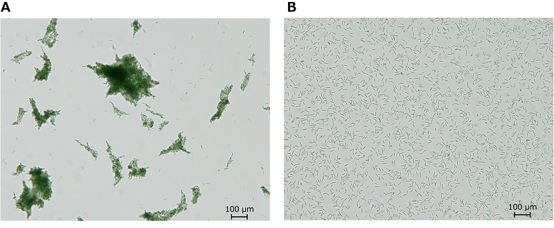 Cell aggregation of thermophilic cyanobacteria. © 2015 Masahiko Ikeuchi.A: Cell aggregation induced by blue light irradiation; B: cell aggregates dispersed after cellulase treatment.