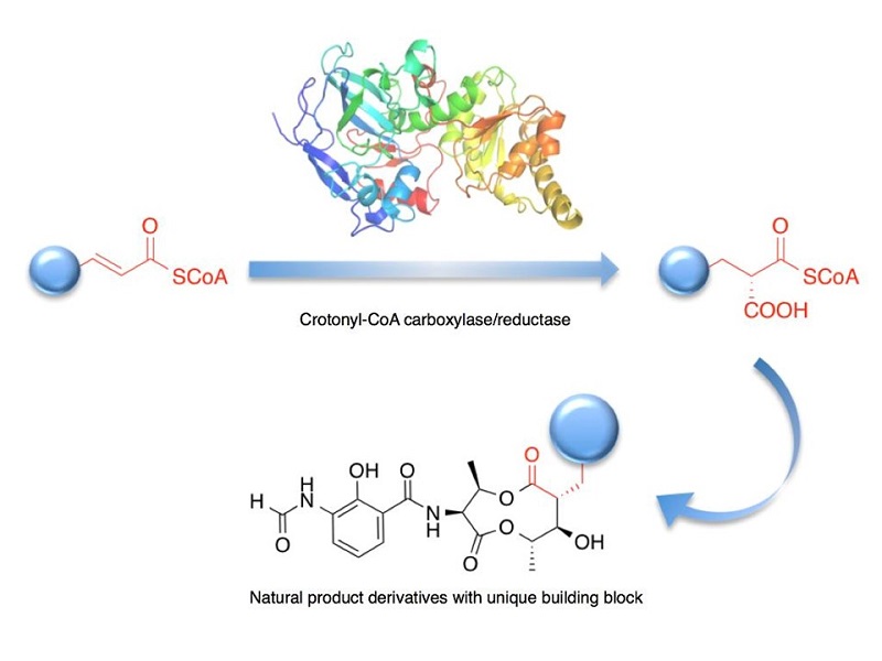 © 2015 Ikuro Abe.Crotonyl CoA carboxylase/reductase with enhanced catalytic ability is able to attach a carboxylic acid group even to structures that normally it would be unable to alter.