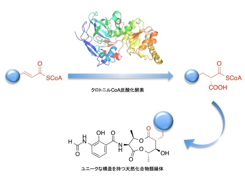 © 2015 Ikuro Abe.触媒能力を強化したクロトニルCoAカルボキシラーゼ/リダクターゼは、通常ならば付与することのできない構造にまでカルボン酸基を付与することができるようになり、ポリケタイド類の新たな構成材料として活用される。