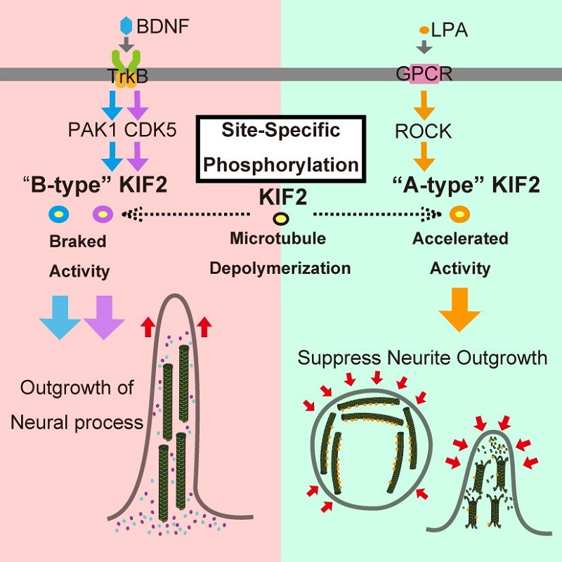 KIF2による微小管の脱重合反応のアクセルとブレーキ機構 © 2015 東京大学 廣川信隆研究室神経細胞の突起が伸長する刺激(BDNF刺激)下ではキナーゼ(PAK1やCDK5)がKIF2の特定の部位をリン酸化し、ブレーキのようにKIF2の微小管の脱重合活性を抑えることで神経細胞の突起伸長を促す。突起伸長の開始を抑える刺激(LPA刺激)下ではキナーゼ(ROCK)がKIF2の別の部位をリン酸化し、アクセルのように微小管の脱重合活性を促し、突起の伸長を抑える。