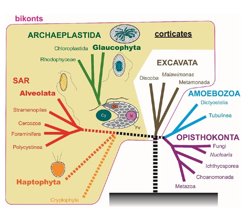 A diagram showing the hypothetical evolutionary origin of the first plant © 2015 Toshiyuki Takahashi.The first plant that acquired a chloroplast by the endosymbiosis of an ancient cyanobacterium might have exhibited a 3D ultrastructure in which the whole cell membrane is tightly backed by numerous leaflet-like flattened vesicles as observed in the Glaucocystis cell in the present research. A similar ultrastructure is found in other eukaryotic groups such as Haptophyta, Cy: cyanobacterium; Fv: flattened vesicle; m: mitochondrion; N: nucleus.
