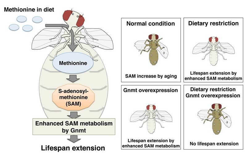Effects of methionine metabolism on longevity © 2015 Obata Fumiaki.SAM is synthesized from methionine consumed as part of a healthy diet. GNMT is the enzyme that catabolizes excess SAM to maintain a constant level of the metabolite. GNMT activation enhances SAM metabolism and extends lifespan in Drosophila (fruit flies).