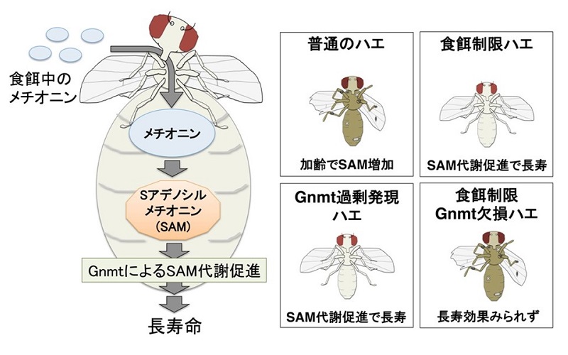 メチオニン代謝と寿命の関係 © 2015 小幡史明食餌中に含まれるメチオニンは、体内でSAMに変換される。GNMTは余剰なSAMを代謝して制御する酵素である。GNMTが活性化しSAMの代謝・消費が促進されるとショウジョウバエの寿命が延びる
