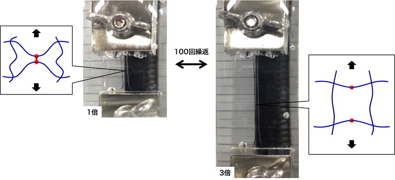 ©  2015 Takamasa Sakai.（左）伸長していない水中のゲルの様子。（右）水中で3倍に伸縮させる操作を繰り返したゲルの様子。今回開発したゲルに荷重がかかると、網目構造が壊れる前に凝集体の一部が優先的に壊れることで、網目構造にかかる力をうまく逃してくれます。
