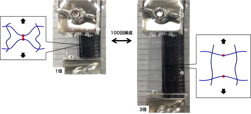 引張耐久性試験で見られたゲルの網目構造の変化 © 2015 Takamasa Sakai.(左)伸長していない水中のゲルの様子。(右)水中で3倍に伸縮させる操作を繰り返したゲルの様子。今回開発したゲルに荷重がかかると、網目構造が壊れる前に凝集体の一部が優先的に壊れることで、網目構造にかかる力をうまく逃してくれます。