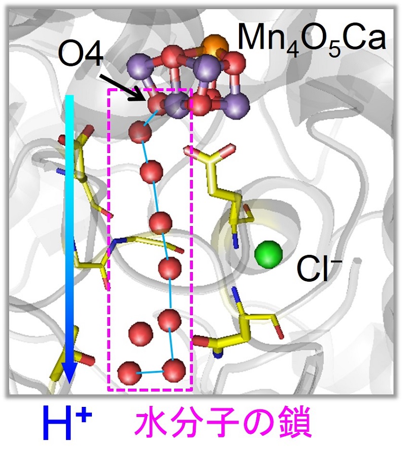 © 2015 Hiroshi Ishikita.第一段階反応では、水素イオンはMn4CaO5錯体の部位O4の近くにある「水分子の鎖」を通して放出される。赤い球は水分子の酸素原子を表す。