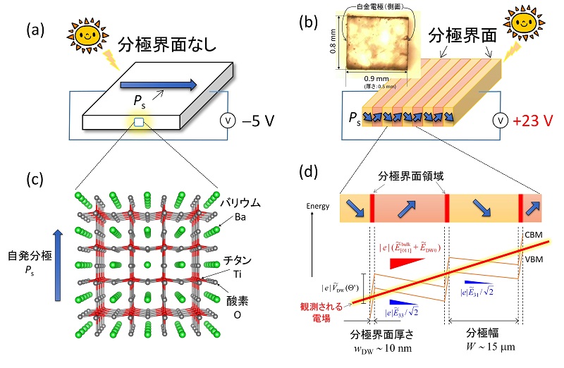 可視光下で巨大電圧を発生する強誘電体の分極界面 © 2015 野口 祐二分極界面がない場合(a)では、マイナス5ボルトが観測されたのに対し、分極界面の導入(b)によって、プラス23ボルトの高電圧が得られました。強誘電体の自発分極(c)が創る分極界面(d)が、結晶内部の8000倍もの光電変換機能をもつことを明らかにしました。