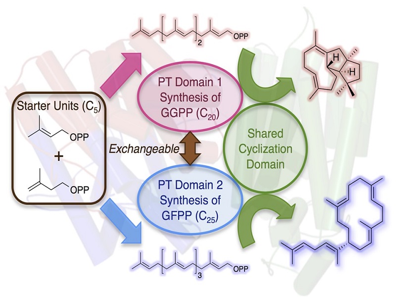 Functional conversion of a multitasking terpene synthase © 2015 Ikuro Abe.The terpene synthase discovered in this study consists of the prenyltransferase (PT) domain that synthesizesthe 20-carbon linear compound (GGPP) and the terpene cyclase domain that transforms GGPP into a cyclized hydrocarbon. By domain swapping of the PT with that which synthesizes the 25-carbon compound (GFPP), another molecule was successfully obtained.