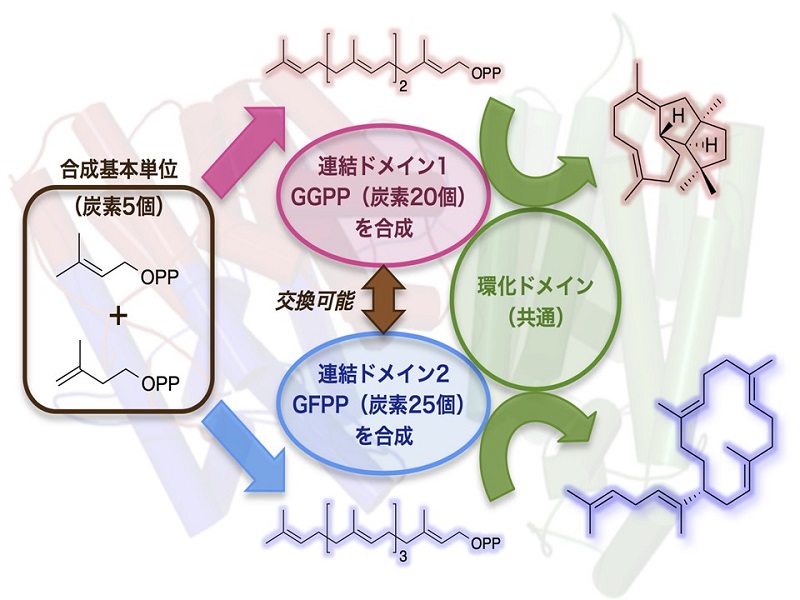 多機能型テルペン合成酵素の人為的改変による新しい機能の付与 © 2015 阿部 郁朗今回発見した酵素は、炭素5個からなる基本単位から炭素20個の直鎖状化合物(GGPP)を合成する部位(連結ドメイン1)とこれを環化して環状炭化水素を合成する環化ドメインからなります。連結ドメイン1を炭素25個の直鎖状化合物(GFPP)からなる連結ドメイン2と人工的に置き換えることで、新たな物質を生成しました。