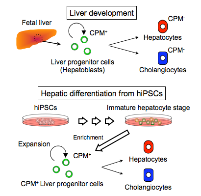 CPM expression on liver progenitor cells © 2015 Taketomo Kido.(Above) Expression of CPM during liver development (Below) Generation of hepatocytes and cholangiocytes from hiPSC-derived CPM+ liver progenitor cells.