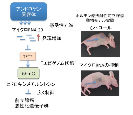 © 2015 高山賢一（左）ホルモン療法に対する耐性を獲得した場合、マイクロRNA-29の発現は上昇している。それによりDNA修飾を担うTET2遺伝子の発現が減少し、細胞内のエピゲノム状態を変化させ、前立腺癌関連遺伝子群は活性化される。
（右）マウス皮下にホルモン療法に耐性を示す前立腺癌の腫瘍を発生させた。ホルモン療法を続けたマウス（コントロール）では腫瘍の増殖が見られるが、マイクロRNAの発現を抑制すると腫瘍の増殖が抑えられた。
