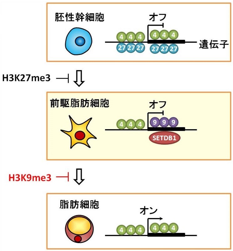 © 2015 酒井研究室胚性幹細胞ではエピゲノムH3K27me3が脂肪を蓄える遺伝子の働きを抑えるのに対し、前駆脂肪細胞ではエピゲノムH3K9me3が遺伝子の働きを抑える。図の中の数値はトリメチル化されているヒストンH3タンパク質のリジンアミノ酸の番号を表わしている。