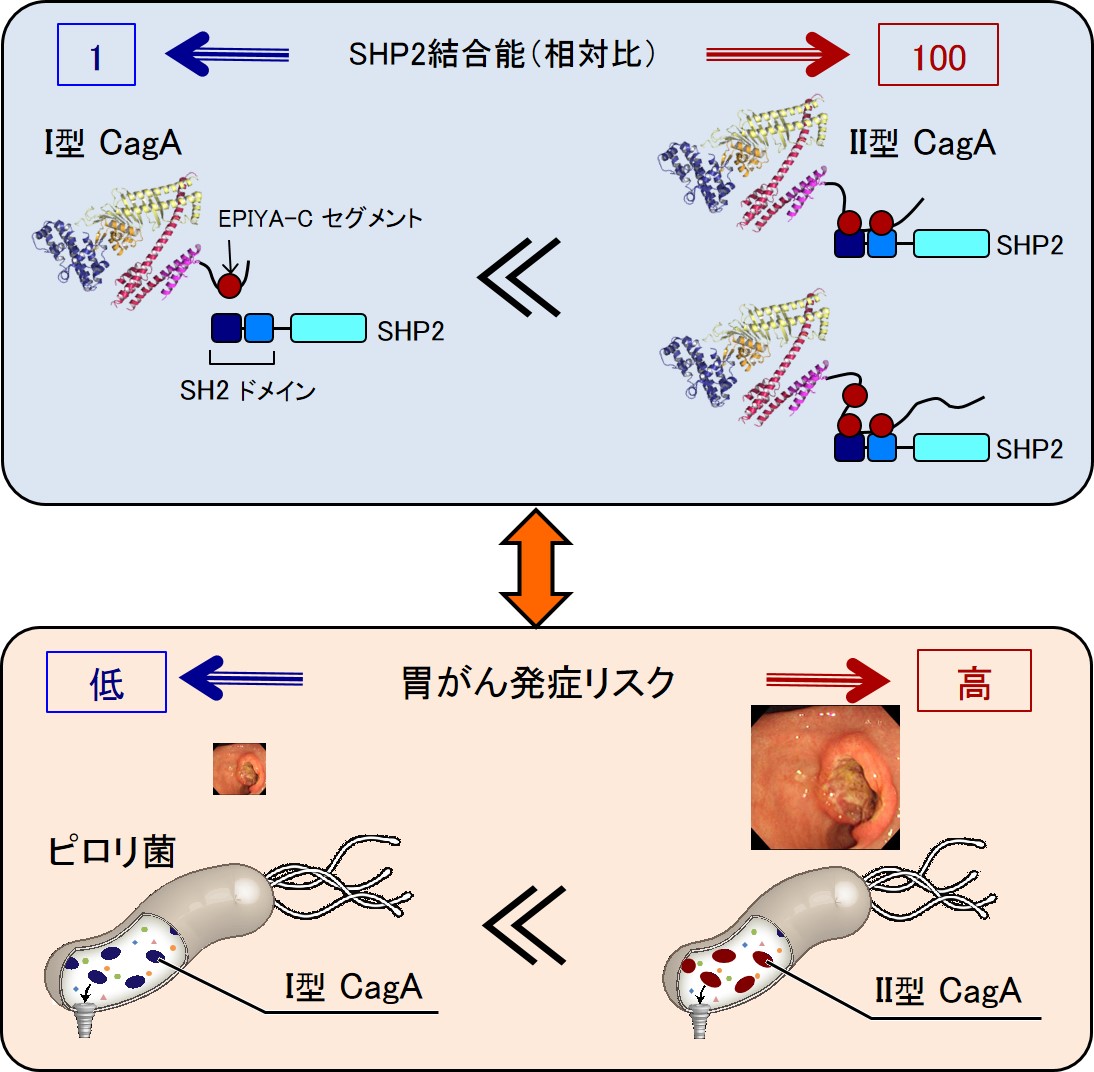 © 2015 東京大学　畠山昌則研究室EPIYA-Cセグメントを複数持つCagA (II型 CagA)はSHP2の二か所に結合できるため、安定した CagA-SHP2複合体を形成する。一方、単一のEPIYA-Cセグメントしか持たないCagA (I型 CagA)は一か所で結合するため、不安定なCagA-SHP2複合体を形成する。 このようなCagAと SHP2間結合の強弱が胃がん発症を規定する分子基盤となっている。