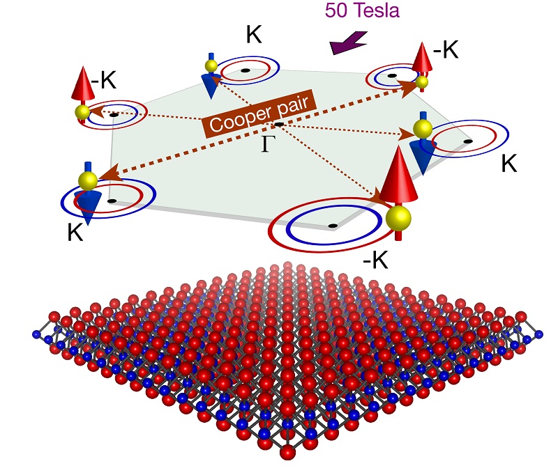 Unconventional Cooper pairs protected by spin-valley locking in superconducting MoS2 © 2015 Yu Saito(Bottom) The spins of Cooper pairs are completely locked perpendicular to the plane by internal magnetic fields of approximately 200 Tesla, so that the superconducting state is preserved even in the face of strong external magnetic fields (about 50 Tesla). (Top) The arrangement of Cooper pairs. The symmetry of the crystal structure gives rise to a hexagonal arrangement of Cooper pairs.