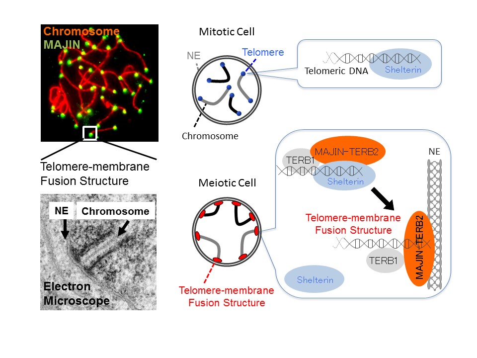 The fusion of telomere DNA and the nuclear membrane in meiosis © 2015 Yoshinori WatanabeMAJIN localizes to the meiotic telomeres (left top) and constructs the membrane-fused telomeric structure (left bottom). The meiosis-specific telomere structure has been established, which is distinct from the conventional telomere structure constructed by the shelterin protein.