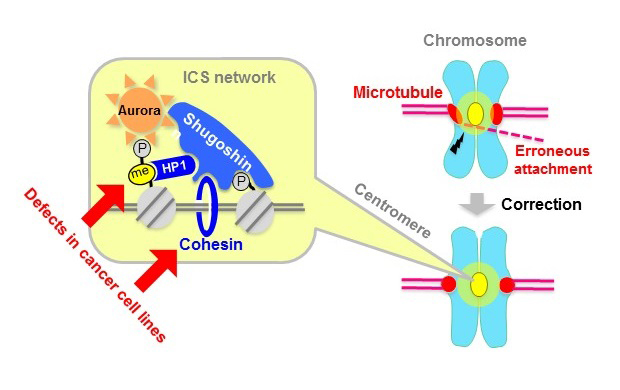The ICS network regulates chromosome attachment © 2015 Yoshinori WatanabeThe ICS network is formed by recruiting the proteins shugoshin and Aurora-kinase to the centromeres of chromosomes. Aurora plays a role in correcting erroneous microtubule attachment. Cohesin and HP1 sustain the stability of this network by directly binding to shugoshin. These pathways are impaired in a number of cancer cell lines.