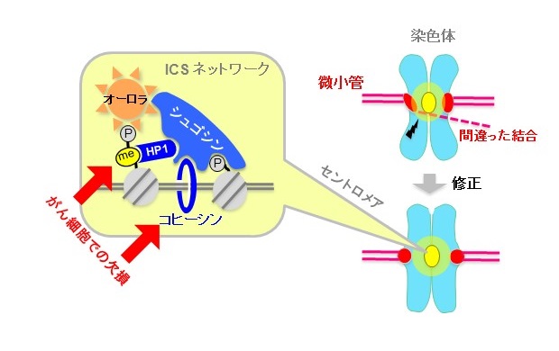 染色体の二方向性を制御するICSネットワーク © 2015 渡邊嘉典染色体のセントロメアにシュゴシン・オーロラキナーゼの複合体が局在し、ICSネットワークが形成される。オーロラキナーゼは、誤った微小管とセントロメアの接着を修正する働きがある。コヒーシンとHP1が、直接シュゴシンと結合してこのネットワークの安定性を支えている。がん細胞株の多くで、これらの安定化経路に欠損が見られた。