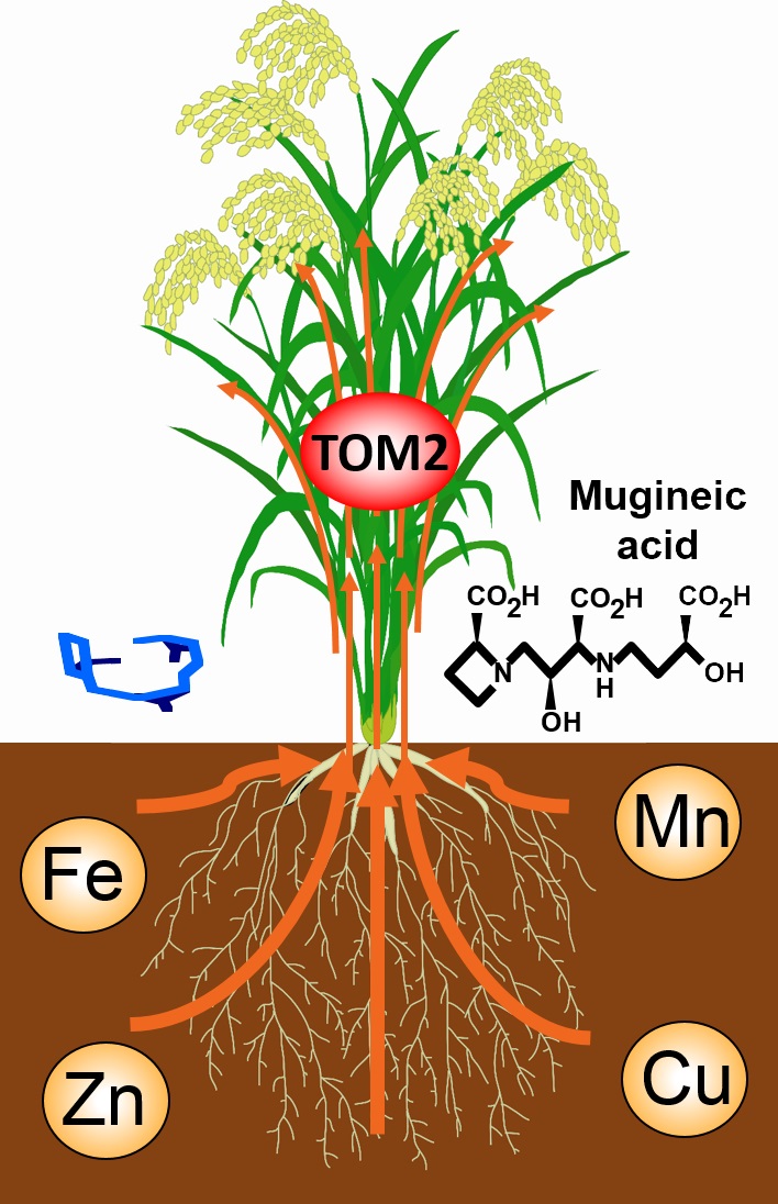 TOM2 is involved in metal translocation in the plant body © 2015 Tomoko Nozoye.TOM2 is localized to tissues involved in metal translocation within the plant body. TOM2 may play a role in metal transport through secretion of mugineic acid family phytosiderophores. Plants that could not produce sufficient TOM2 showed dramatic growth defects, indicating that TOM2 is necessary for normal plant growth.