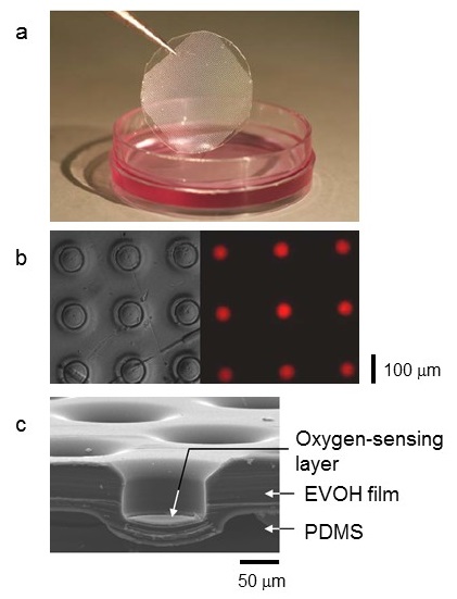 Flexible sheet-type sensor device © 2015 Takanori Ichiki.(a) Photograph of the flexible sensor device. (b) An array of microchamber structures integrated with a thin phosphorescent sensing layer (red color) below fabricated on a transparent flexible polymer sheet. (c) Cross-sectional image of the sensor.