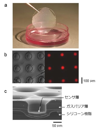 © 2015 Takanori Ichiki. (a)　シート型センサの写真。 （b）作製したシート型センサの顕微鏡写真から、赤く光るリン光発光性金属錯体（さくたい）を含むセンサ層が、マイクロチャンバーの底面に形成されていることが確認できます。(c) シート型センサの断面写真。