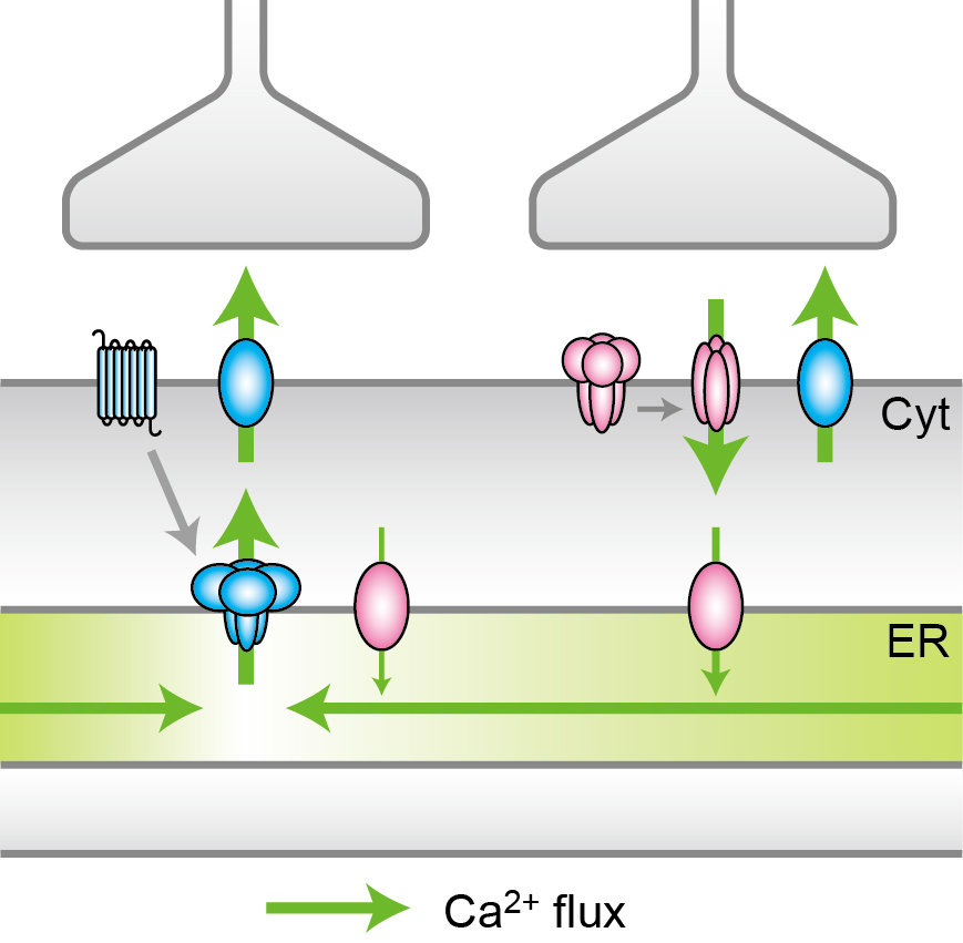 Ca2+ flux in response to two kinds of synaptic inputs © 2015 Iino Lab, The University of Tokyo.(Left) A synaptic input induces the local depletion of Ca2+, which is followed by diffusion from the surrounding region. (Right) Another synaptic input induces the uptake of Ca2+ from the cytoplasm (Cyt) to ER via Ca2+ pump, followed by the accumulation and the maintenance of Ca2+ within ER.