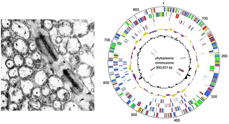 Figure 3：Electron micrograph (left) and genome map of phytoplasma (right)<br> (Left) Phytoplasmas (the roughly circular membrane-enclosed particles) are approximately one-ten millionth of a meter in size, only about one-tenth that of the giant virus known as pandoravirus. (Right) Its genome consists of approximately 870,000 base pairs, and has about one-third or one-quarter the number of genes of the pandoravirus. © 2016 Laboratory of Plant Pathology, Graduate School of Agricultural and Life Sciences, The University of Tokyo.