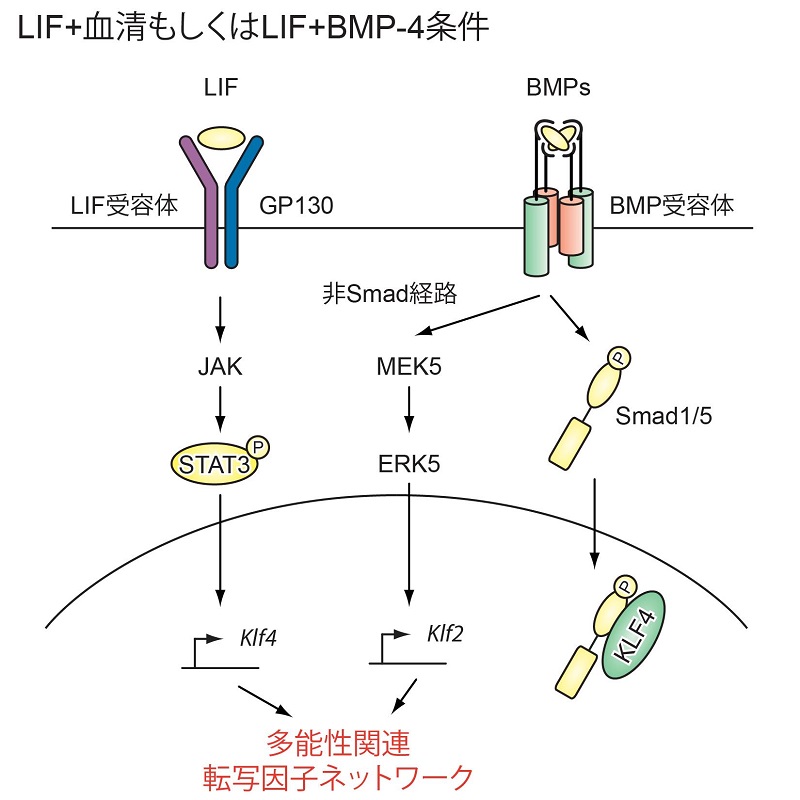 © 2016 Morikawa et al.マウスES細胞では、BMP-4はSmad経路とMEK5-ERK5経路の両方の経路を活性化する。Smad経路は分化に関連した遺伝子を転写調節する。この経路では、ES細胞にのみ見られる転写因子KLF4がSmadに結合し、ES細胞が分化するのを抑えている。一方、MEK5-ERK5経路はKLF2を誘導することでマウスのES細胞の未分化な状態を維持する。