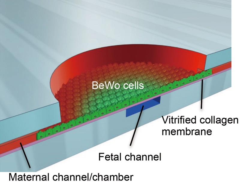 © 2015 Shigenori MiuraUsing this device, it is possible to evaluate microvilli formation in response to fluid shear force and the material transport function of the epithelial barrier structure. Placental epithelial cells are cultured on collagen film-coated glass, separating blood flow into two flow paths simulating maternal and fetal blood flow.