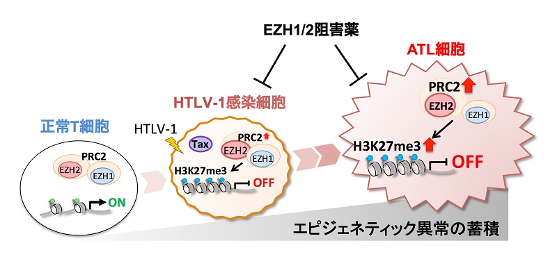 © 2016 Makoto Yamagishi.HTLV-1がT細胞に感染すると、ヒストンメチル化酵素、EZH1/2によってヒストンの異常なメチル化が起こります。このエピゲノム異常は、T細胞の悪性化に伴いその範囲と程度が増加していきます。