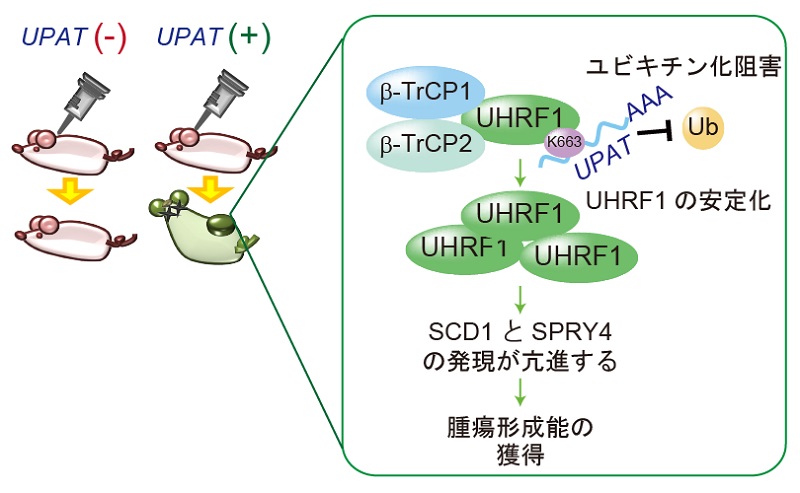 © 2016　秋山 徹UPATはエピゲノム制御因子UHRF1と結合し、β-TrCP1及びβ-TrCP2によるユビキチン化を阻害している。UPATによって安定化したUHRF1はSCD1及びSPRY4の発現を活性化し、大腸がん細胞の生存及び腫瘍形成能を制御している。