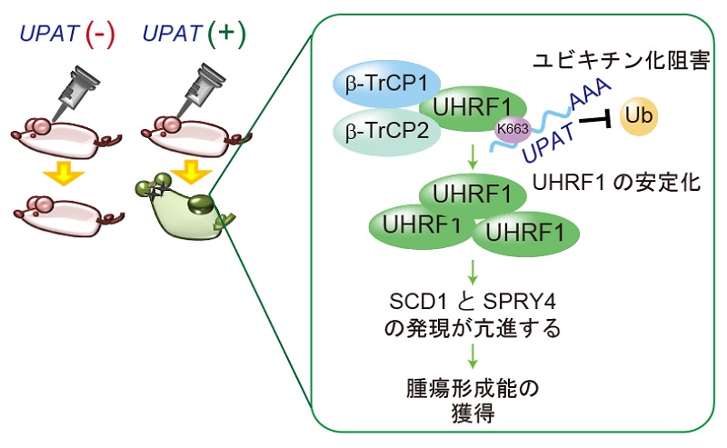 新規長鎖ノンコーディングRNA UPATと大腸における腫瘍形成の仕組み © 2016 秋山 徹UPATはエピゲノム制御因子UHRF1と結合し、β-TrCP1及びβ-TrCP2によるユビキチン化を阻害している。UPATによって安定化したUHRF1はSCD1及びSPRY4の発現を活性化し、大腸がん細胞の生存及び腫瘍形成能を制御している。