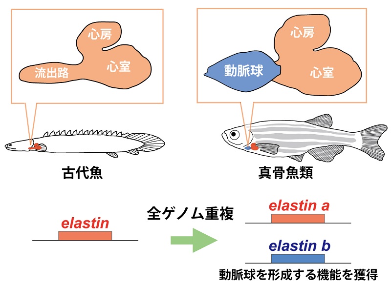 心筋を平滑筋へと変化させる遺伝子の発見 東京大学