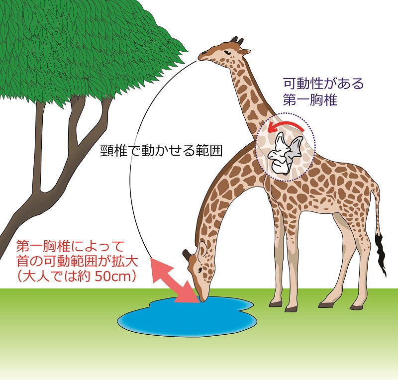 キリンの首は もっと長い 東京大学