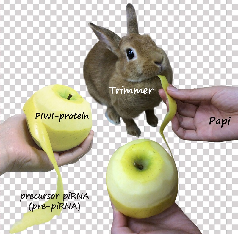 Cooperative action of Trimmer and Papi for 3'-end trimming of piRNA precursors © 2016 Natsuko Izumi and Yukihide Tomari.This image shows that Papi (hand) is helping Trimmer (rabbit) to trim pre-piRNAs (apple peel) loaded on PIWI proteins (apple), reflecting the molecular mechanism of pre-piRNA trimming.