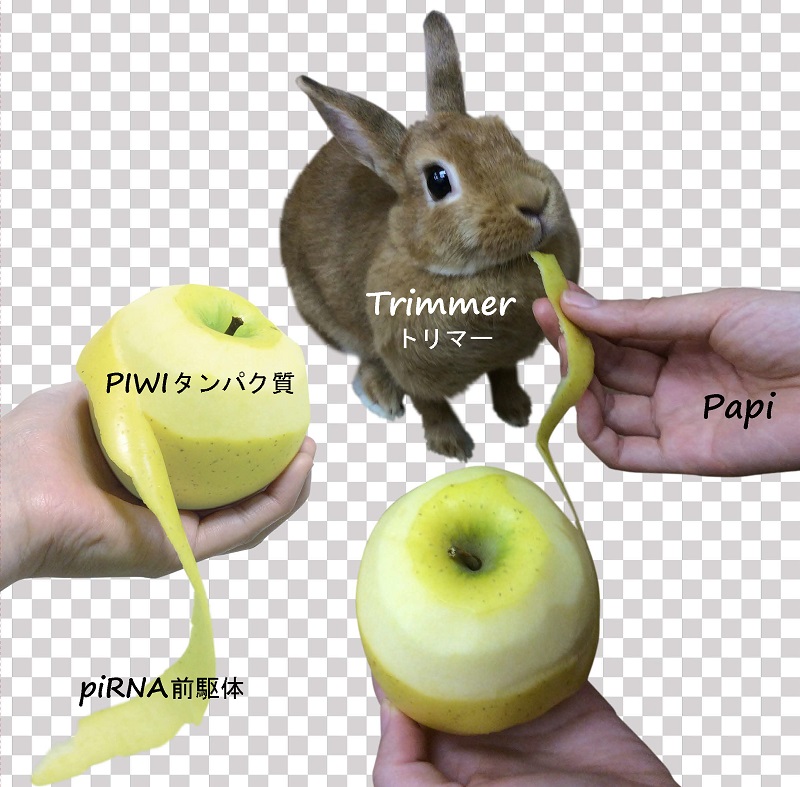 © 2016 Natsuko Izumi and Yukihide Tomari.本研究から明らかとなったpiRNA前駆体の削りこみのようすを表したイメージ図。Trimmer（うさぎ）がPapi （手）の助けにより、PIWIタンパク質（りんご）に取り込まれたpiRNA前駆体（リンゴの皮）の末端を削りこみ、piRNAを成熟させる。