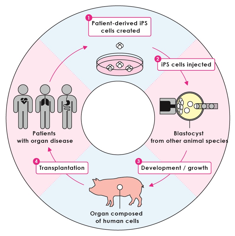 Figure 1: Regeneration of human organs.iPS cells are created from the cells of a patient with organ disease, then injected into the blastocyst of the host species that is unable to produce the target organ. This then grows into an adult organism, but with the target organ composed entirely of human cells originating from the iPS cells that were injected. This organ can then be transplanted into the patient. © 2016 The University of Tokyo. Figure 1: Regeneration of human organs.iPS cells are created from the cells of a patient with organ disease, then injected into the blastocyst of the host species that is unable to produce the target organ. This then grows into an adult organism, but with the target organ composed entirely of human cells originating from the iPS cells that were injected. This organ can then be transplanted into the patient. © 2016 The University of Tokyo..