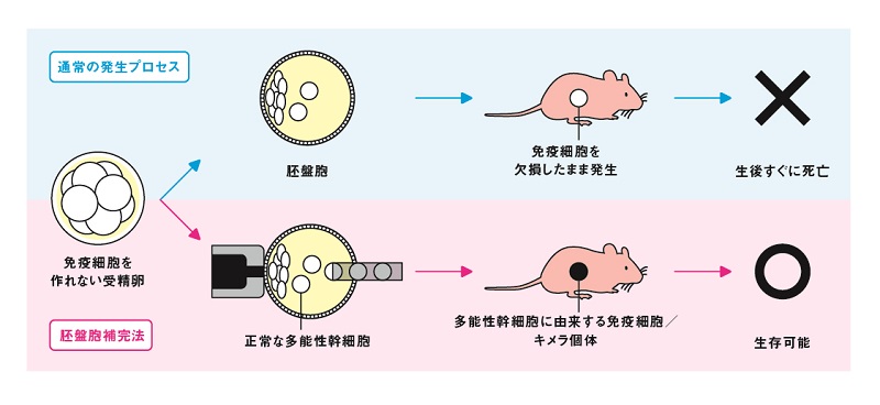 図2：胚盤胞補完法の模式図。免疫細胞を作ることができないマウスの受精卵は、その後、免疫細胞を持たないマウスの個体に発生、成長します。しかし、そのようなマウスの個体は生後すぐに死亡してしまいます。一方で、受精後間もない胚（胚盤胞）に正常な多能性幹細胞を注入する（胚盤胞補完法）と、胚はこの幹細胞由来の免疫細胞を持ったマウスの個体に発生、成長します。このマウスの個体は生存が可能になります。© 2016 東京大学