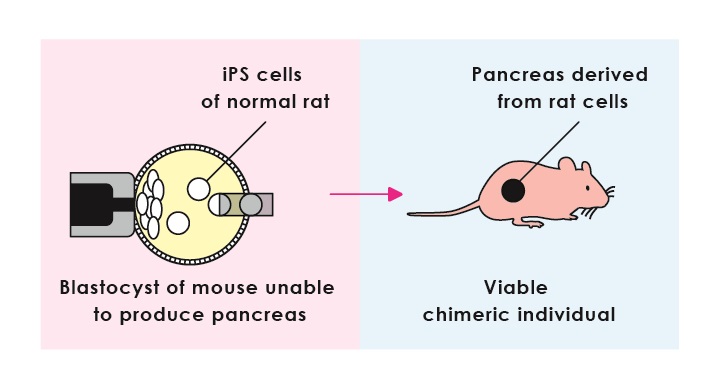 Figure 3: Interspecific blastocyst complementation. iPS cells of a normal rat are introduced into the blastocyst of a mouse that is unable to produce a pancreas. This develops into a viable chimeric individual with a pancreas derived entirely from rat cells originating in the introduced iPS cells. © 2016 The University of Tokyo. Figure 3: Interspecific blastocyst complementation. iPS cells of a normal rat are introduced into the blastocyst of a mouse that is unable to produce a pancreas. This develops into a viable chimeric individual with a pancreas derived entirely from rat cells originating in the introduced iPS cells. © 2016 The University of Tokyo.
